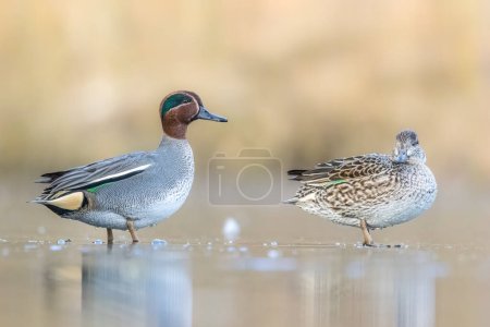 Photo for Beautiful teal duck couple standing on the iced pond called Jacobiweiher not far away from Frankfurt, Germany at a cold day in winter. - Royalty Free Image