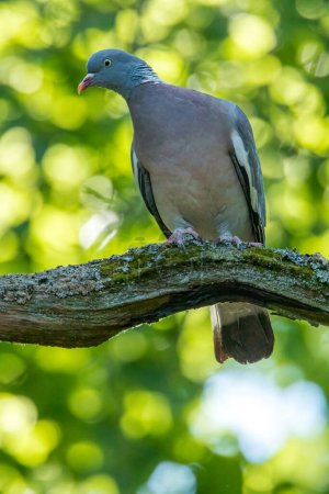 Téléchargez les photos : A wood pigeon sitting on a branch of a tree in a forest of the Mnchbruch natural reserve at a sunny day in summer. - en image libre de droit