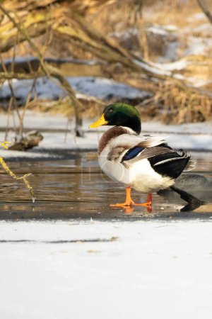 Mallard ducks on an icy pond in Mnchbruch, Hesse Germany at a cold day in winter.