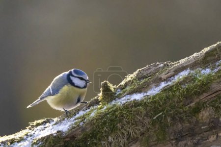 Foto de Blue tit at a feeding place at the Mnchbruch pond in a natural reserve in Hesse Germany. Looking for food in winter time. - Imagen libre de derechos