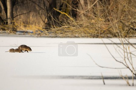 Photo for A nutria family running over the fully iced pond at the Mnchbruch natural reserve in Hesse, Germany at a very cold day in winter. - Royalty Free Image