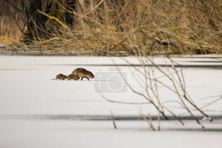 Photo for A nutria family running over the fully iced pond at the Mnchbruch natural reserve in Hesse, Germany at a very cold day in winter. - Royalty Free Image
