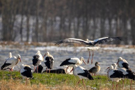 A big group of storks on a meadow next to a road at a cold day in winter next to Bttelborn in Hesse, Germany.