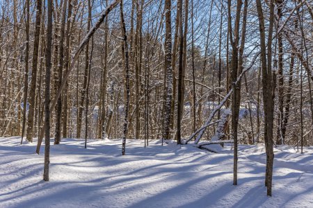 Foto de Winter wonder land not far away from Ottawa, Ontario in Canada at a cold but sunny day in winter. - Imagen libre de derechos
