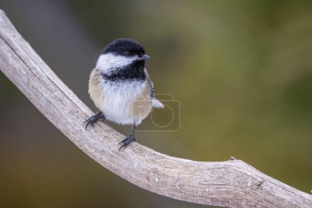 Téléchargez les photos : A black-capped chickadee sitting on a branch of a tree in Ontario, Canada at a cold day in winter. - en image libre de droit