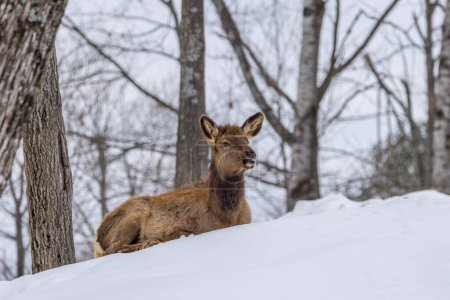 A female northamerican elk in a forest in Ontario, Canada at a cold day in winter.