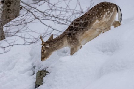 Ein junges Damwild in einem Wald in der Wildnis von Ontario, Kanada an einem kalten, aber sonnigen Tag im Winter.