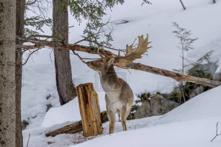 Téléchargez les photos : Jachère de cerfs dans une forêt dans la nature sauvage de l'Ontario, Canada par une journée froide mais ensoleillée en hiver. - en image libre de droit