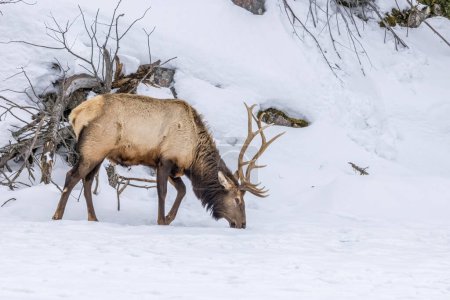 Téléchargez les photos : A northamerican elk walking through a forest in Ontario, Canada at a cold day in winter. - en image libre de droit