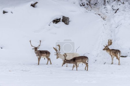 Téléchargez les photos : Fallow deer in a forest in the wilderness of Ontario, Canada at a cold but sunny day in winter. - en image libre de droit