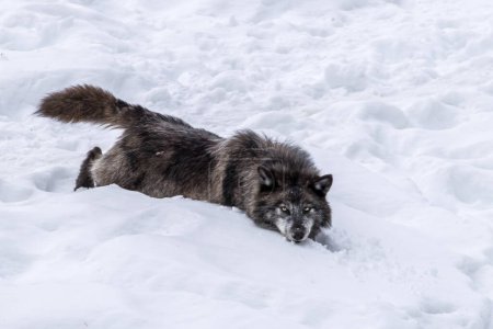 Téléchargez les photos : A black wolf is playing in the snow in the wilderness of a forest in Ontario, Canada at a cold day in winter. - en image libre de droit