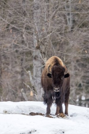 Téléchargez les photos : American bison in the wilderness of Ontario, Canada at a cold day in winter. - en image libre de droit
