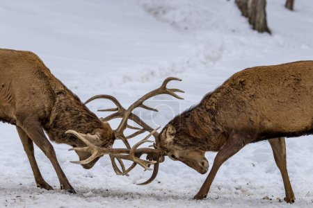 Two deers fighting in a forest in Ontario, Canada at a cold but sunny day in winter.