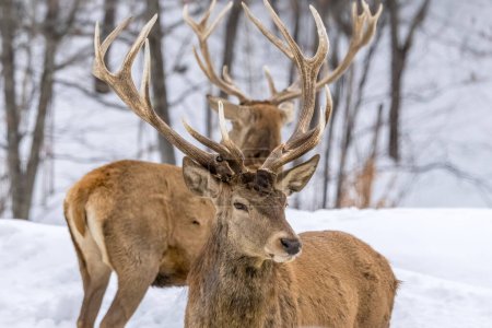 Téléchargez les photos : A group of male deers in a forest in Ontario, Canada at a cold but sunny day in winter. - en image libre de droit