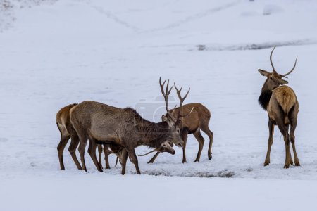 Dos ciervos luchando en un bosque en Ontario, Canadá en un día frío pero soleado en invierno.