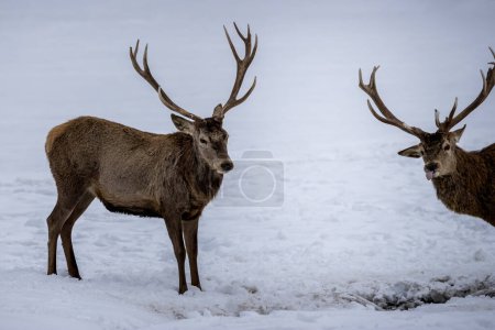 A group of male deers in a forest in Ontario, Canada at a cold but sunny day in winter.
