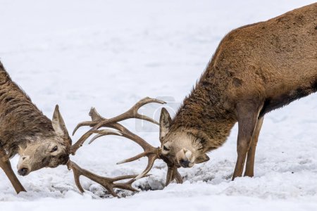 Téléchargez les photos : Two deers fighting in a forest in Ontario, Canada at a cold but sunny day in winter. - en image libre de droit