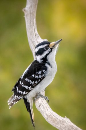 Téléchargez les photos : A female downy woodpecker in a little forest not far away from Ottawa, Canada, looking for food on a branch of a tree at a sunny day in winter. - en image libre de droit