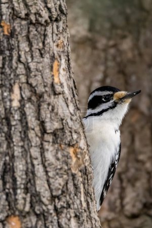 Foto de A female downy woodpecker in a little forest not far away from Ottawa, Canada, looking for food on a branch of a tree at a sunny day in winter. - Imagen libre de derechos