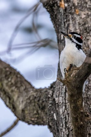Foto de Un pájaro carpintero macho en un pequeño bosque no muy lejos de Ottawa, Canadá, buscando comida en una rama de un árbol en un día soleado en invierno. - Imagen libre de derechos