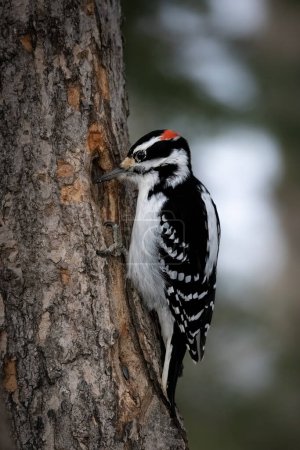 A male downy woodpecker in a little forest not far away from Ottawa, Canada, looking for food on a branch of a tree at a sunny day in winter. 