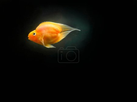 Photo for A tailless tropical fish name derp fish or Blood Red Parrot, Cichlid, bright, orange color, hybrid fish, Cichlidae species in the dark water background, aquarium - Royalty Free Image