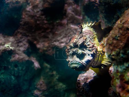 Téléchargez les photos : Gros plan Stonefish, Synanceia verrucosa, Estuarine stonefish, Caché dans le corail sous-marin, Phuket marine aquarium - en image libre de droit