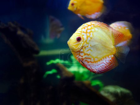 Téléchargez les photos : Vibrant coloré de Discus Fish, poissons cichlidés, Pompadour Fish, Symphysodon Fish nageant sous l'eau, aquarium Phuket - en image libre de droit