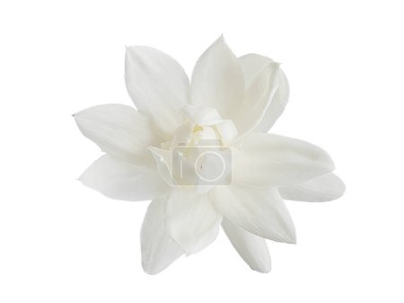Draufsicht, Einzelne weiße Blume des Großherzogs von der Toskana, Arabischer weißer Jasmin, Jasminum sambac, Aroma, Flora, isoliert, weißer Hintergrund, Ausschnitt mit Schnittweg