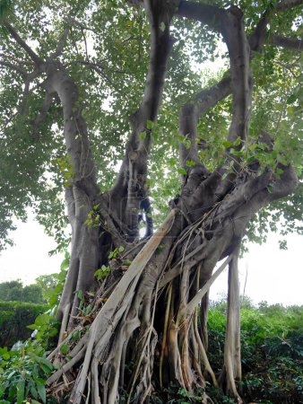 Foto de Big Old Banyan tronco de árbol en el jardín privado, ramita natural, imagen vertical - Imagen libre de derechos