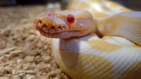 Foto de Close up Una bola albina Python en color blanco amarillo con movimiento fijo, ojos rojos, animales jóvenes, Python regius, serpiente de pitón albino birmano - Imagen libre de derechos