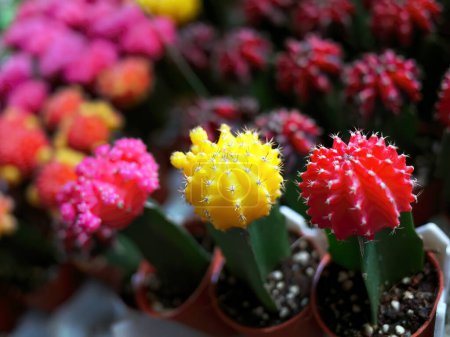 Téléchargez les photos : Petit cactus de lune greffé, rose jaune et rouge sur chaque pot de la pépinière, Gymnocalycium mihanovichii, plante du désert - en image libre de droit