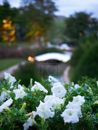 Weiße Petunienblüten und grüne Blätter im verschwommenen Hintergrund, frühmorgendliches Licht oder Dämmerung, friedliches und ruhiges Konzept, floraler Hintergrund oder Tapete, Laub