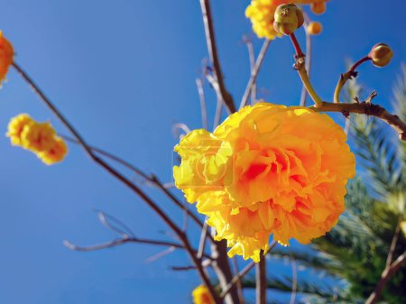 Photo for Yellow Silk Cotton tree or Cochlospermum regium or Butter Cup or Torchwood against the bright blue sky, Thai name is suphannika, for background or wallpaper with copy space - Royalty Free Image