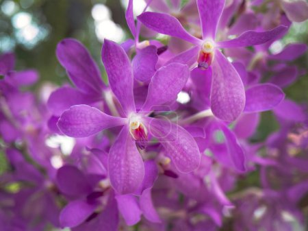 Téléchargez les photos : Orchidée de couleur violette ou Vanda Mokara, fleur tropicale dans le jardin local, Mokara Orchidaceae, beauté forme naturelle et forme des pétales, floral tropical - en image libre de droit