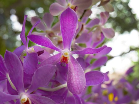 Téléchargez les photos : Orchidée de couleur violette ou Vanda Mokara, fleur tropicale dans le jardin local, Mokara Orchidaceae, beauté forme naturelle et forme des pétales, floral tropical - en image libre de droit