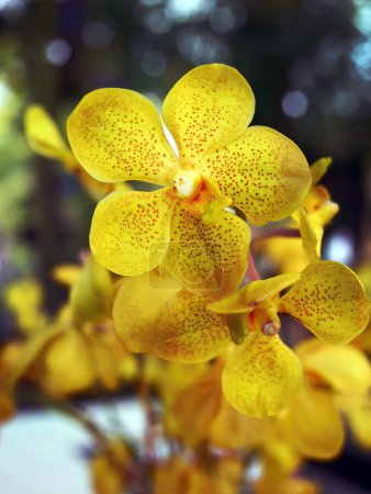 Téléchargez les photos : Orchidée de couleur jaune ou Vanda Mokara, fleur tropicale dans le jardin local, Mokara Orchidaceae, beauté forme naturelle et forme des pétales, floral tropical - en image libre de droit