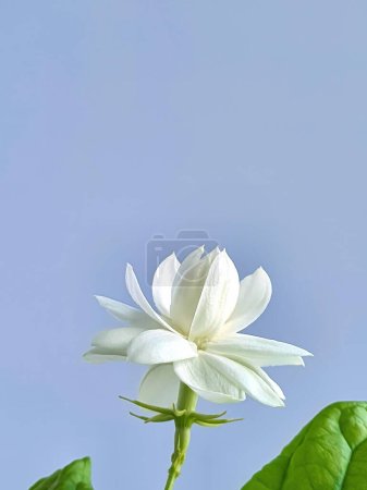 Weißer Jasmin, Jasminum sambac oder Arabischer Jasmin, schöne weiße Blüte und grüne Blätter auf blauem Hintergrund mit Kopierplatz für Text