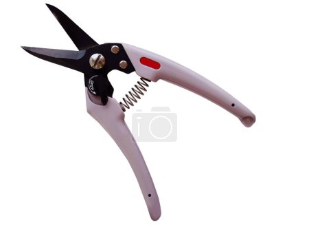 Pink color bypass pruning shears, garden tools equipment or agricultural implement classic secateurs, element on white background with clipping path, isolated cutout
