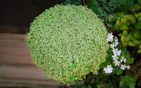 Directly above rounded shape of Paddy`s wig or Soleirolia soleirolii, also called baby`s tears, angel`s tears, bits and pieces, Corsican creeper, Corsican curse, friendship plant, mother of thousands, pollyanna vine