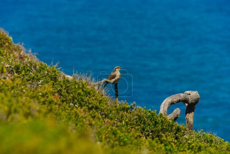 Der Singing Honeyeater, ein einheimischer Vogel aus Australien, thront auf einem Ast mit dem Ozean im Hintergrund.