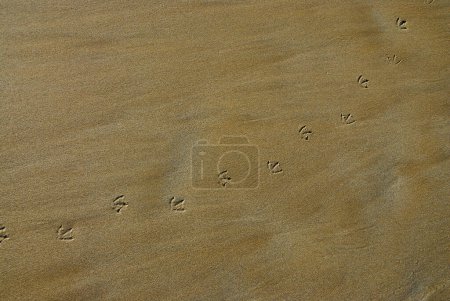 Fußspuren einer Möwe an einem braunen Sandstrand.