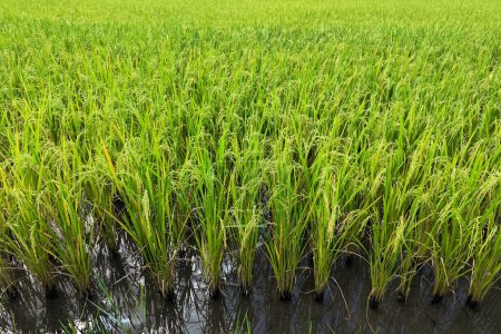 Téléchargez les photos : Usine de riz vert dans l'eau à la rizière. Asie, thaïlande et agriculture. - en image libre de droit