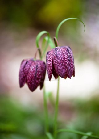 Beautiful purple snake's head fritillary wildflowers in an early spring garden with blurred background. Gardening concept. Copy space. (Fritillaria meleagris) 