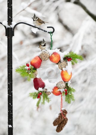 Téléchargez les photos : Two crested tit birds on feeding station of homemade wreath made with red apples, tallow balls and rose hip berries in the snowy winter garden. (Lophophanes cristatus) - en image libre de droit