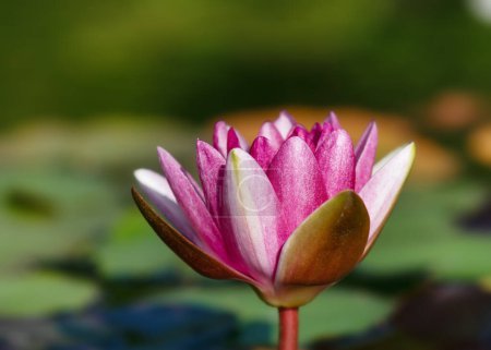 Foto de Hermosa flor de loto blanca y púrpura con hojas verdes que crecen en un estanque de lirios. Conceptos de jardinería (Nymphaeaceae) Copiar el espacio. - Imagen libre de derechos