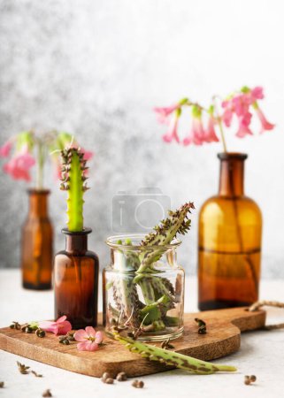 Photo for Small glass with freshly harvested leaves of Mother of Thousands plant for making extract or essential oil. Spa or herbal medicine concept. (Kalanchoe daigremontiana) - Royalty Free Image