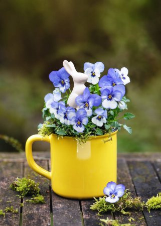 Schöne weiße und blaue Stiefmütterchen-Blüten in einem gelben Blumentopf mit einem kleinen Osterhasen-Dekor auf einem Holztisch im Garten. Gartendeko oder floristisches Konzept. (Viola cornuta)