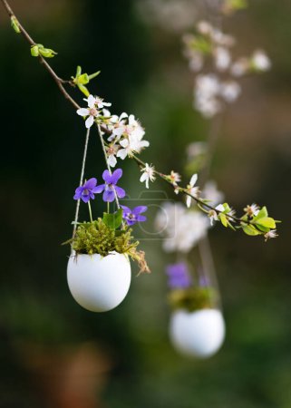 Handmade easter decoration with sweet violet flowers in egg shell vase hangin on a blooming tree branch. Floristic concept. (Viola odorata) Copy space.