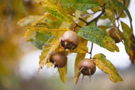 Les fruits mûrs bruns Medlar aux feuilles jaunes poussent sur l'arbre dans un jardin de campagne d'automne. (Mespilus germanica) Espace de copie.